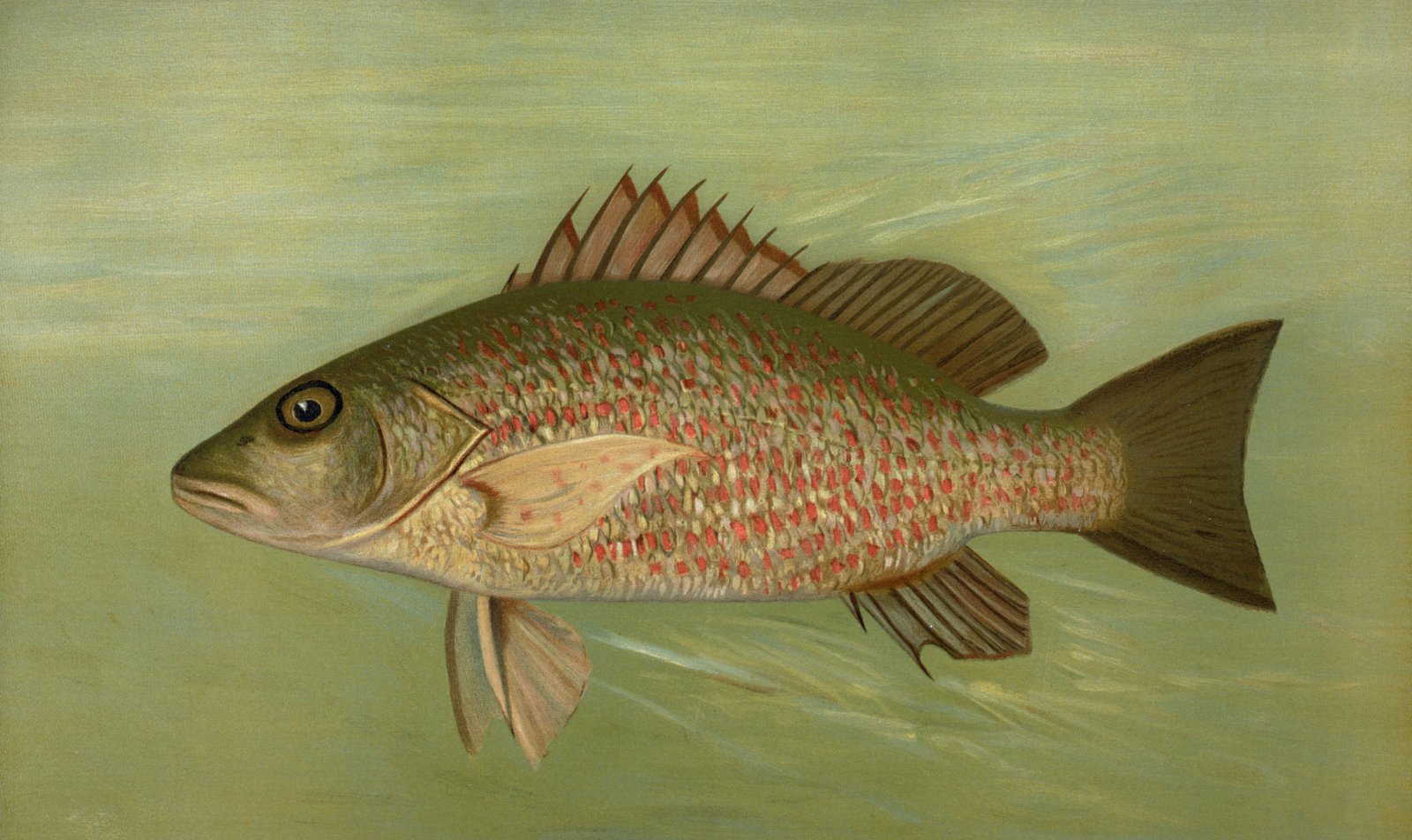 Red Snapper